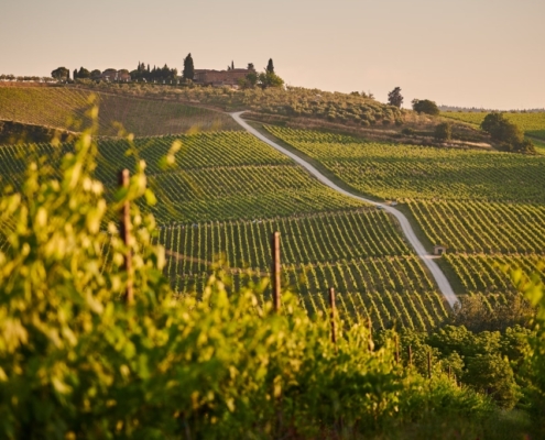How To Plan the Perfect Tuscan Vineyard Wedding