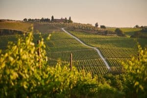 Tuscan vineyard landscape how To Plan the Perfect Tuscan Vineyard Wedding