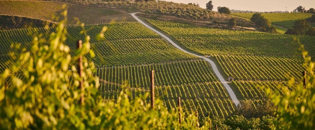 Italian Vineyards Wedding