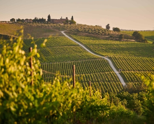 Italian Vineyards Wedding