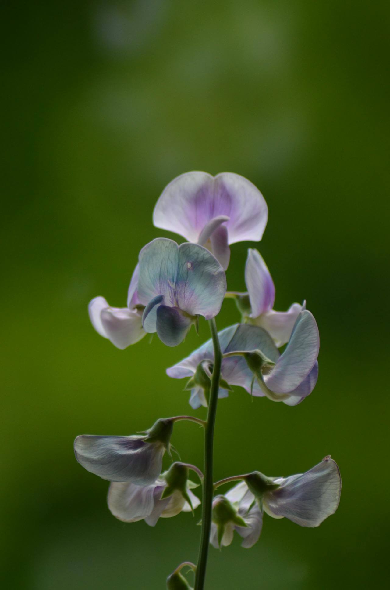 sweet peas spring wedding flowers