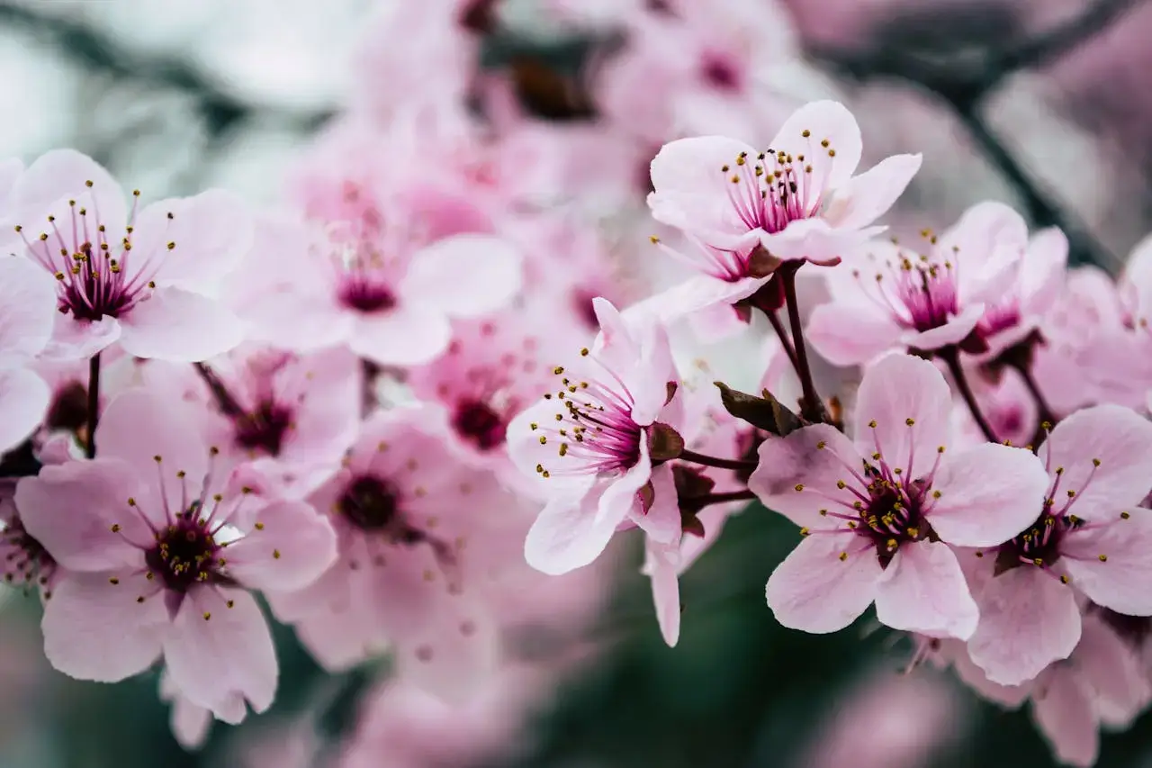 cherry blossom for wedding