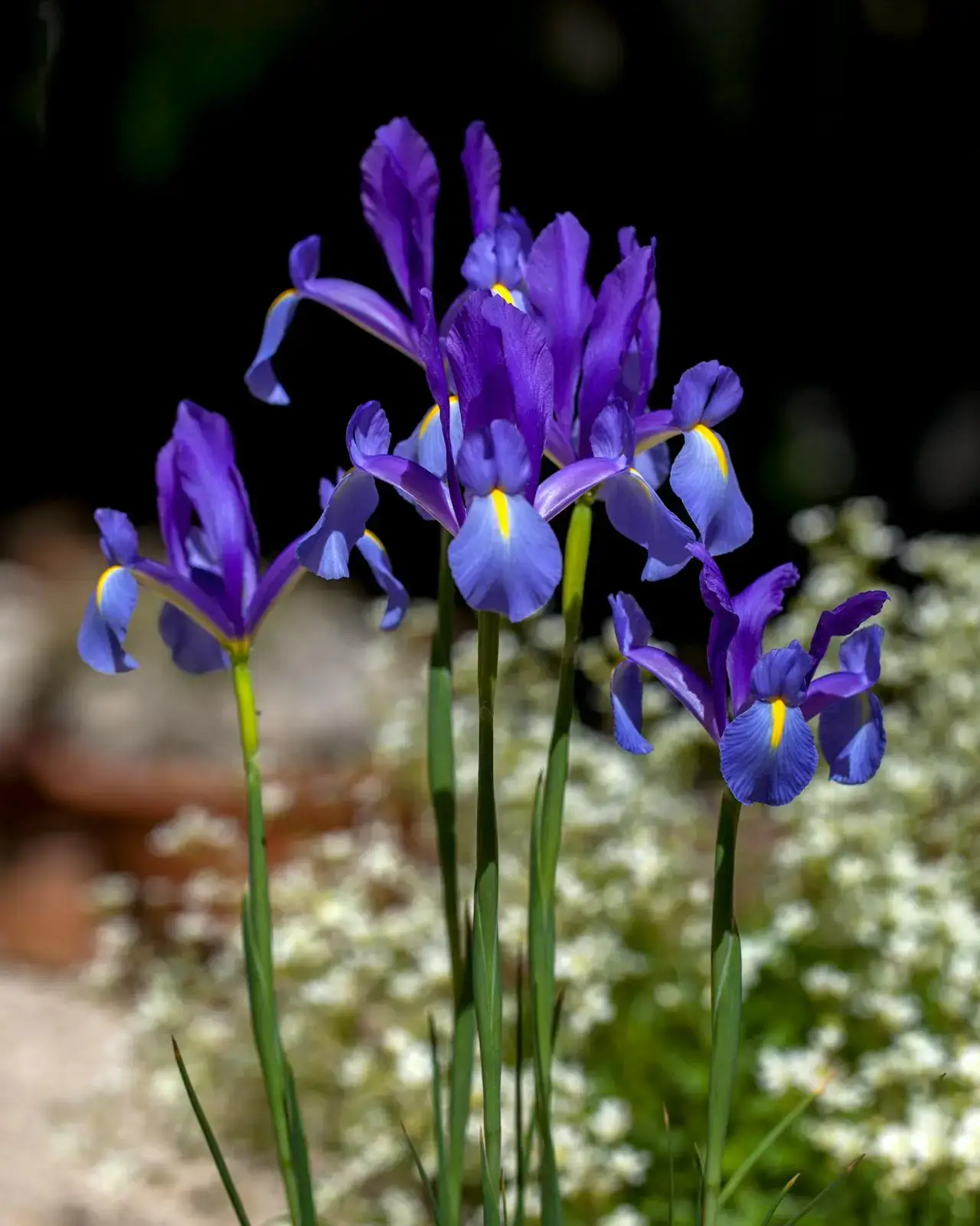 Iris flowers