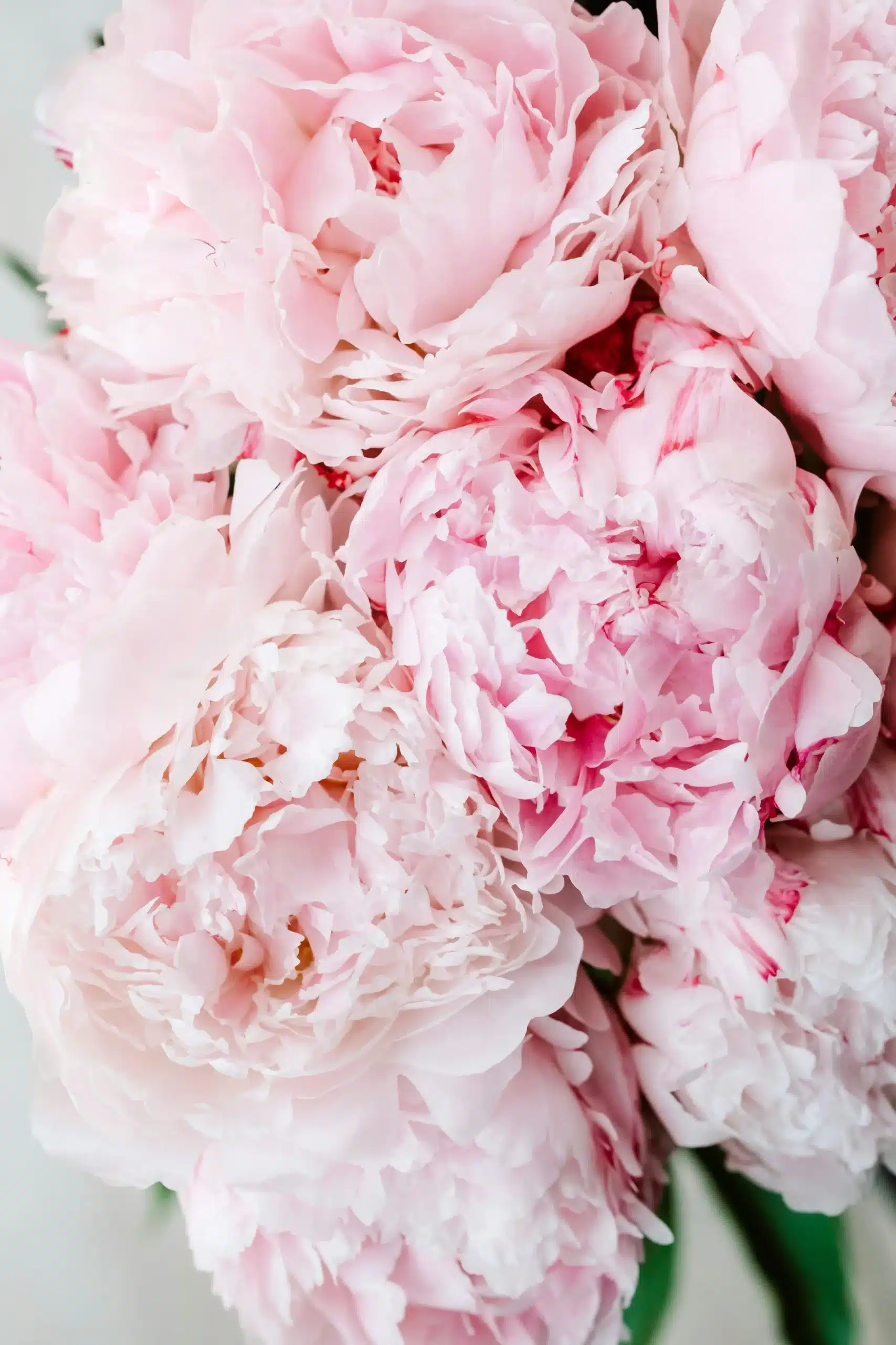 peonies flowers for wedding